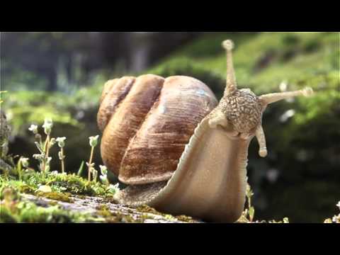 Sequoïa - Snail