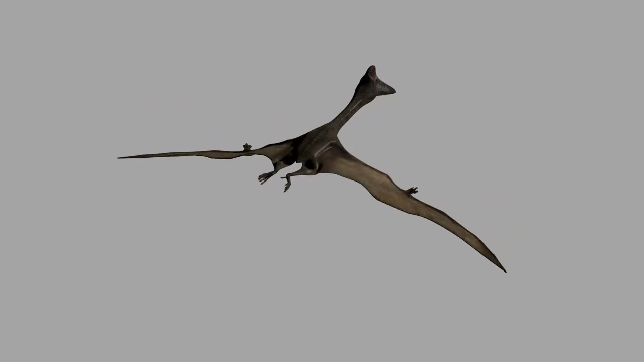 Quetzalcoatlus HD - 3d animated model 3D Model