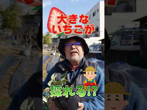 いつオープングラウンドに花を植え始めますか？きれいなお花畑を作るにはどれを選べばいいでしょうか？  庭園