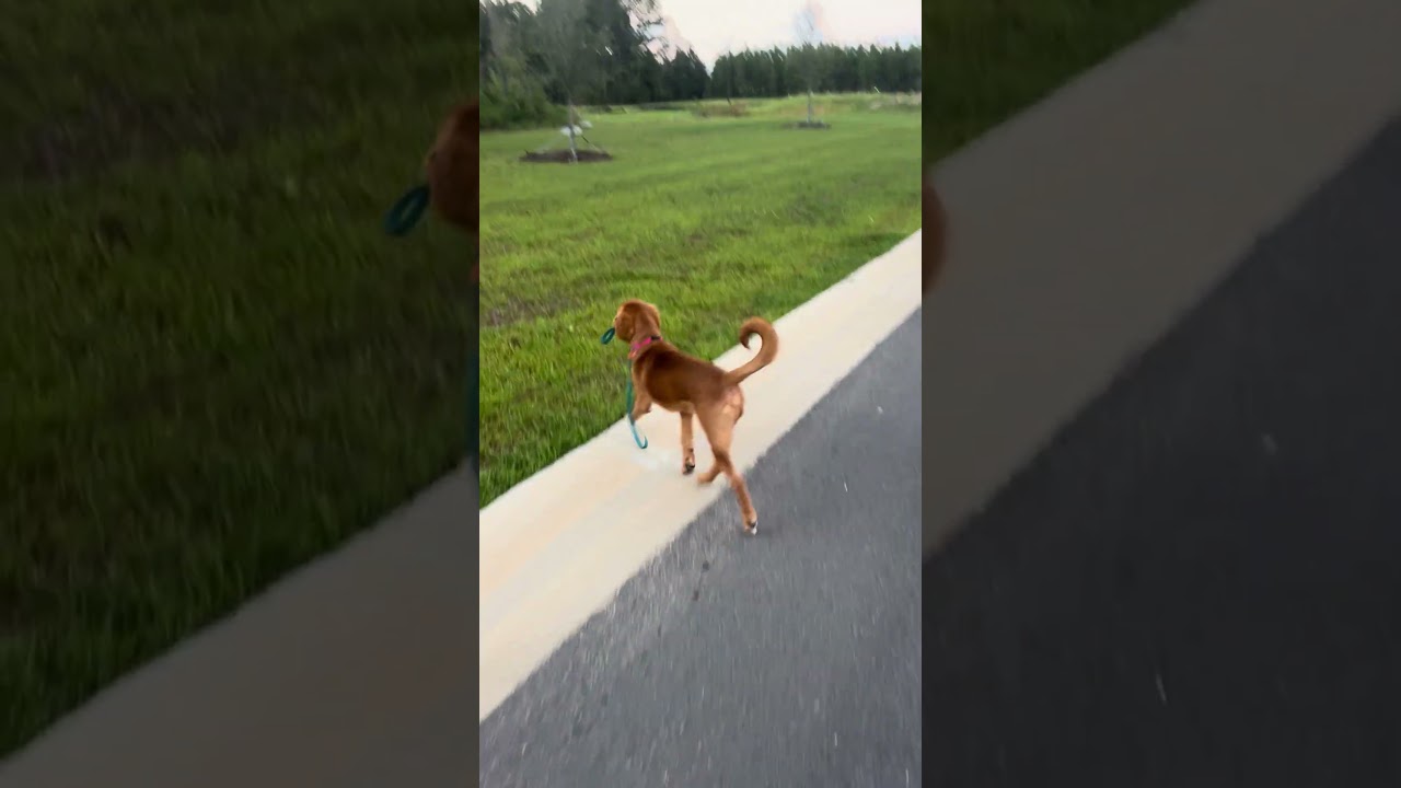 William video