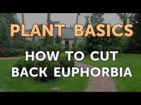 How to Dry an Overwatered Plant