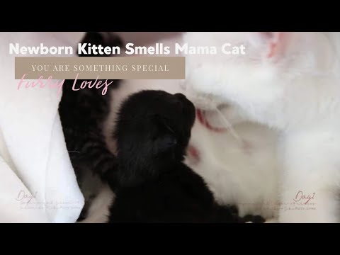 Newborn kitten smells mommy cat