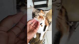 Download lagu tips kucing sembelit/ tidak bisa eek mp3