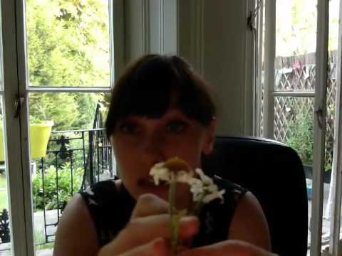 download lagu mp3 mp4 Ox Eye Daisy Seeds, download lagu Ox Eye Daisy Seeds gratis, unduh video klip Ox Eye Daisy Seeds