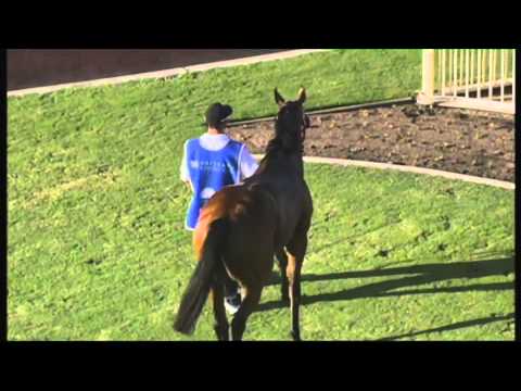 Hopfgarten. Great return win Doomben Sat 28th March