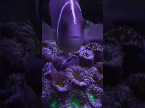 #coral #beat #instrumental #game #coral #aquarium #aquariumlife #reef #reeftank #typebeat #music