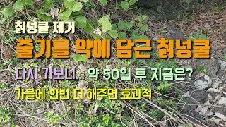 칡넝쿨 덩굴식물 제거하기-풀약을 뭍히고 약50일후 지금은.. 칡넝쿨은 장기간 꾸준한 관리가 필요합니다