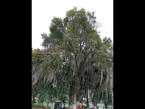 los lindos árboles del parque de #caldono en el #cauca.