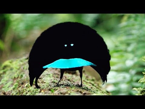 download lagu mp3 mp4 Rare Bird, download mp3 Rare Bird free downloadn, video klip Rare Bird