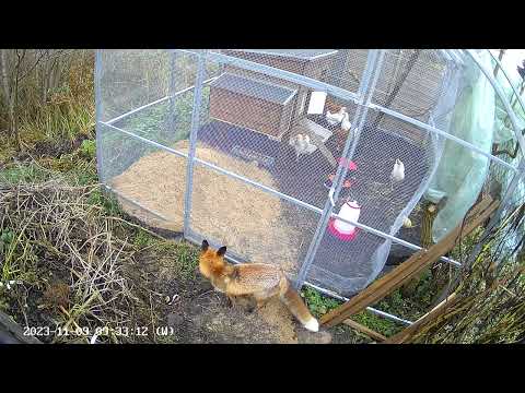 Lisek chytrusek i kurki, lisek łakomczuszek, lis w kurniku