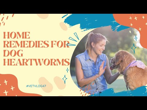 YouTube video about: Can dogs get heartworm in the winter?