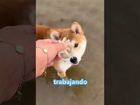 ¡El perro se burló del dibujo de Annie y terminó en huelga! 🤣🐶🦐 #shorts #funny #comedy