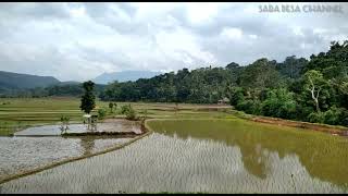 Download lagu Kacapi Suling Sunda Merdu||Lagu Lamunan||Background pesawahan Alam Pedesaan mp3