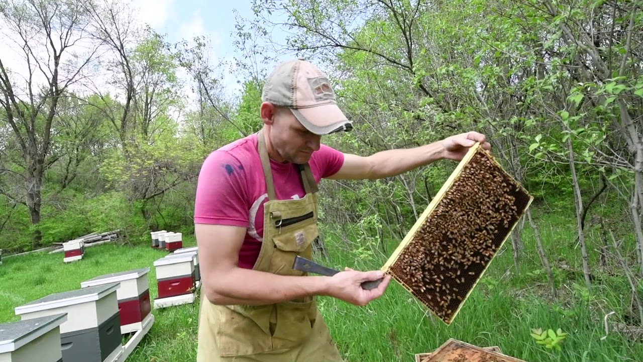 Wild Hill Honey rebuilds apiary