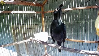 Download lagu Pancingan Evektif Untuk Cucak Keling Susah Gacor mp3