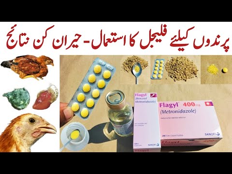 , title : 'Metronidazole for Chickens and other Poultry Birds | Flagyl for Chickens | Dr. ARSHAD'