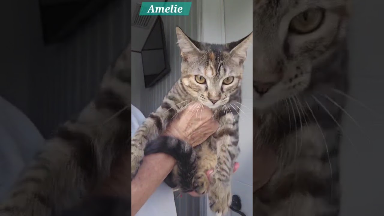 Enlarge Amelie, a Adoptable American Shorthair in Jupiter, FL video 5/5