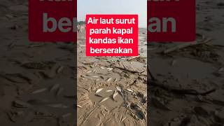 Download lagu Extreme Low Tide Leaves Ships Stranded & Fish Scattered mp3