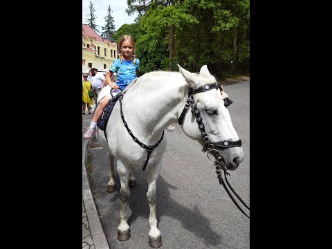 Lady (Petr Spálený)