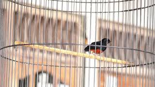 Download lagu Murai batu gaya nembak ngeplay mp3