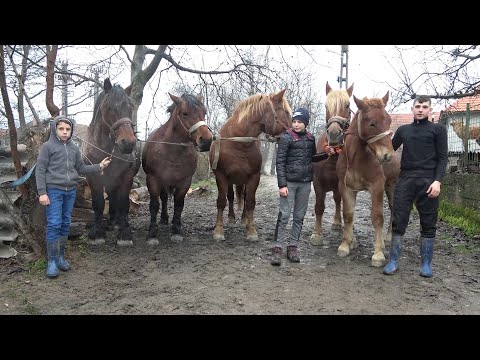 Caii baietilor de la Borozel, Bihor - 2020 Nou!!!