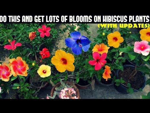 download lagu mp3 mp4 Green Hibiscus, download lagu Green Hibiscus gratis, unduh video klip Green Hibiscus