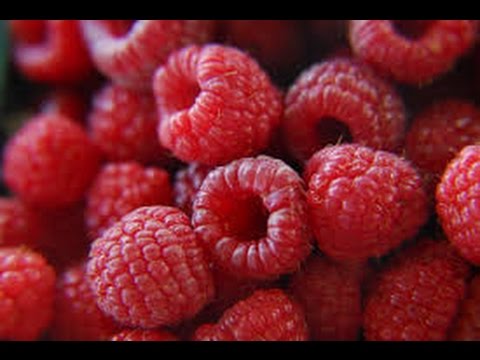 download lagu mp3 mp4 Raspberry Habanero Jelly, download lagu Raspberry Habanero Jelly gratis, unduh video klip Raspberry Habanero Jelly