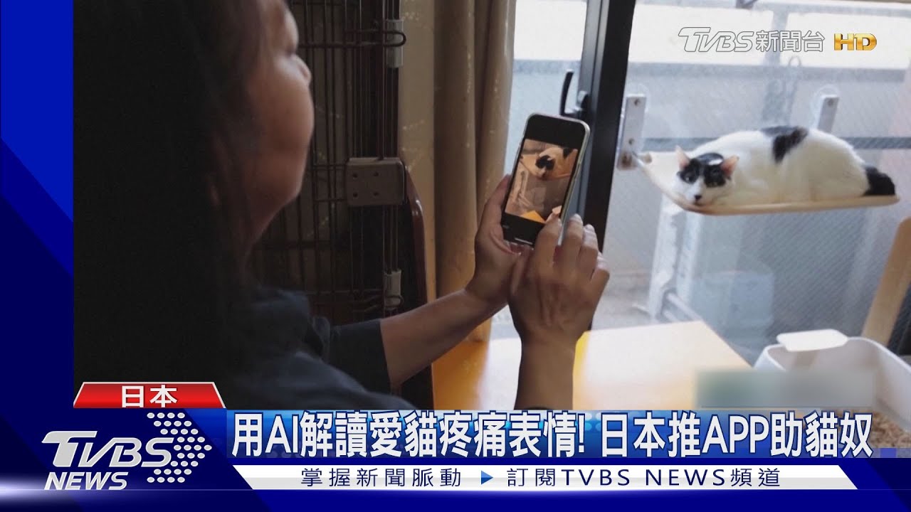 用AI解讀愛貓疼痛表情! 日本推APP助貓奴