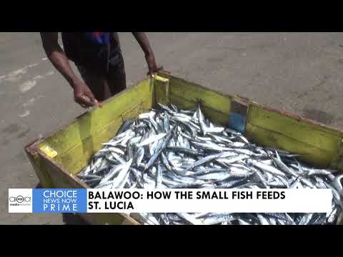 BALAWOO: HOW THE SMALL FISH FEEDS ST. LUCIA