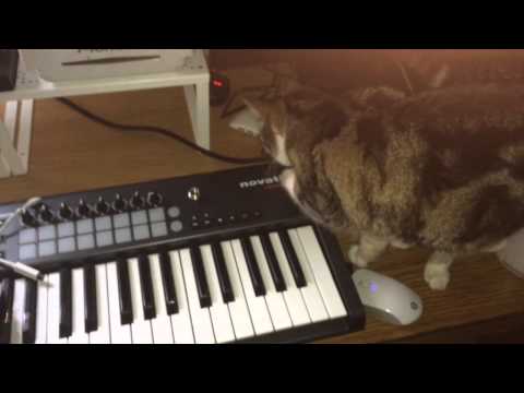 Jack Jonaz's Cat Trashing His Home Studio