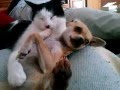 kitty loves chihuahua 