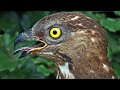 Wanneer een buizerd geen buizerd is, maar een wespendief