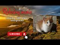 Funny Cats Cat Animals Funnyvideo