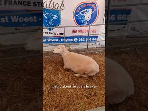 , title : 'ILe-de-France Sheep Breed #IleDeFranceSheep #MeatProduction #LivestockBreeding #AdaptableSheep'