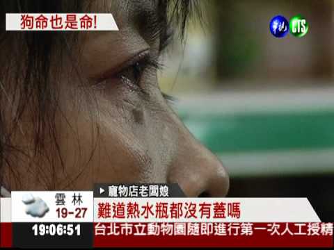 認養犬疑遭凌虐 傷口潰爛壞死