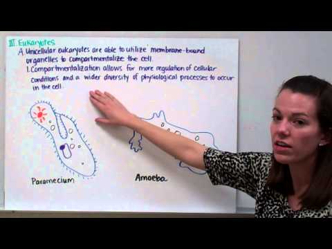 Introduction to Physiology Part 1: Prokaryotes vs. Eukaryotes, Fungi