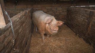 Súlyos disznót dolgoztak fel