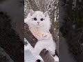 Cute Cat Video Whatsapp Status Short Videos Whatsapp 7 Second Video