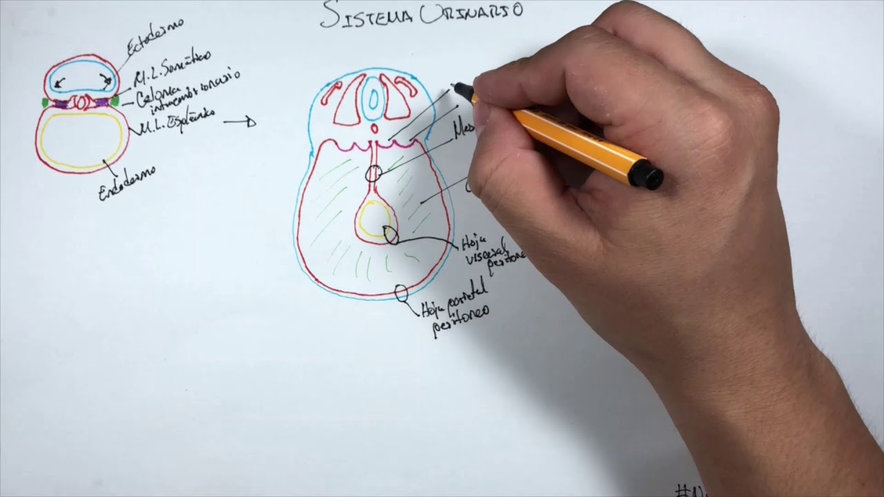 Sistema Urinario Pronefros, Mesonefros y Metanefros