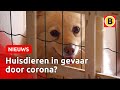 Baasje overleden door corona: wat nu? | Omroep Brabant