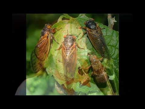 augustos  einai  pantelis thalassinos