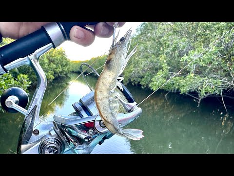 Snappers and bass with live shrimp in the mangroves.