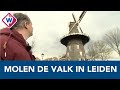 Hoe komt molen De Valk in Leiden aan zijn naam? - OMROEP WEST