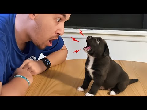 When Dogs Start Arguing Back To Their Owner 😲😂 Funny Dog and Human Videos