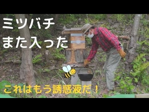 , title : '誘惑液でミツバチ２度目の自然入居！'
