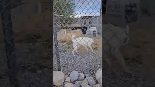 Video preview image #1 - Mix Puppy For Sale in Bountiful, UT, USA