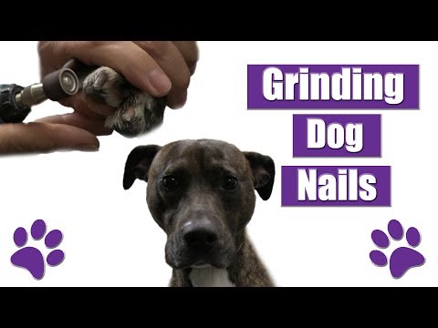 How To Use Grinder/Dremel For Dog Nails | Pet Grooming Tutorial !