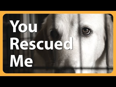 animal shelter song