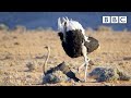Randy Ostrich Looking For A Mate Has MOVES The Mating Game BBC