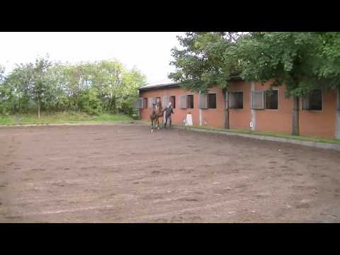 Hengst von Destano x Fürst Heinrich x Western Star